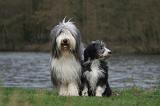 BEARDED COLLIE 297